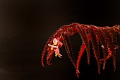 Begonia pteridiformis in flower endemic to the Thai peninsula