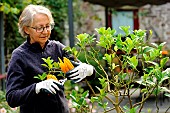 Woman gardener with a citrus fruit Main de Boudha (Citrus digitata) in Brittany Model release