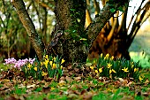 Autumn Crocus (Sternbergia lutea) and Cyclamen (Cyclamen hederifolium) in bloom in the garden