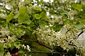 White Judas tree in bloom (Cercis siliquastrum alba)