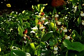 Orchid Ladies slipper (Cypripedium calceolus hort.)