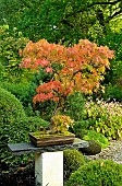 Bonsai Japanese maple and Japanese garden at Moulin de la Lande in Brittany, France