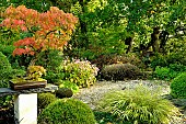 Bonsai Japanese maple and Japanese garden at Moulin de la Lande in Brittany, France