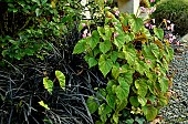 Begonia grandis evansiane with Ophiopogon nigrescens