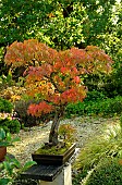 Bonsai Japanese maple and Japanese garden at Moulin de la Lande in Brittany, France