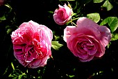 English rose Gertrude Jekill (Obtention David Austin)