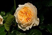 English rose Charity