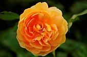 English Rose Lady Hamilton Obtention David Auistin