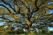 Carrasca de Roque: Holm oak (Quercus ilex ballota) - remarkable tree located near Adahuesca, in the southern Sierra de Guara in Aragon, Spain.