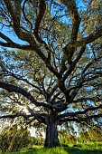 Carrasca de Roque: Holm oak (Quercus ilex ballota) - remarkable tree located near Adahuesca, in the southern Sierra de Guara in Aragon, Spain.