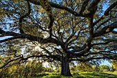 Carrasca de Roque: Holm oak (Quercus ilex ballota) - remarkable tree located near Adahuesca, in the southern Sierra de Guara in Aragon, Spain.