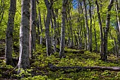 Common beech (Fagus sylvatica) in spring foliage. This species is bio-indicative of a humid temperate climate. Foresters have long practiced silviculture to produce high-growth timber, mainly for furniture. It is also used as a source of firewood, especially in mountainous areas of Rioja, Spain.