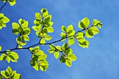 Common beech (Fagus sylvatica) in spring foliage. This species is bio-indicative of a humid temperate climate. Foresters have long practiced silviculture to produce high-growth timber, mainly for furniture. It is also used as a source of firewood, especially in mountainous areas of Rioja, Spain.