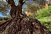 Millennium olive tree (Olea europaea) at the foot of the Mallos de Riglos in Aragon, Spain. Filled with legend, the thousand-year-old olive is a symbolic tree, and the peoples of the Mediterranean who feed on its fruit share the ancestral practices of its cultivation. It is impossible to know the age of an olive tree with any certainty. Dendrochronology is extremely difficult to carry out because olive wood is hard, dense, veined and irregular in growth, making it difficult to individualize and count growth rings.