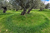 Olive trees (Olea europaea) surrounded by a witchs circle in Aragon, Spain. A circle of strong grass growth, no doubt due to the presence of fungi that promote soil fertility.