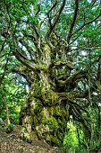 Millennium yew (Taxus baccata) in Aragon (Spain). A very slow-growing conifer that can reach a very advanced age. This recently spotted tree is among the oldest in Spain. Massif des Cancias in Aragon, Spain