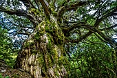 Millennium yew (Taxus baccata) in Aragon (Spain). A very slow-growing conifer that can reach a very advanced age. This recently spotted tree is among the oldest in Spain. Massif des Cancias in Aragon, Spain