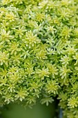 Stonecrop (Sedum japonicum) Tokyo Sun