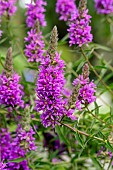 Purple loosestrife (Lythrum salicaria), Gers, France