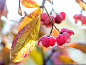 Common spindle tree (Euonymus europaeus) fruits and leaves in december, Bouches-du-Rhone, France