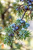 Juniper (Juniperus communis), berries ripening