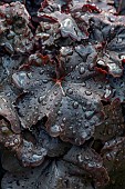 Heuchera Obsidian