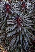 Blackbird Spurge (=Black Bird Nothowlee) in winter