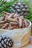 Aleppo pine (Pinus halepensis) buds harvest