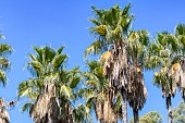 Fan palm (Washingtonia sp.), group, Var, France