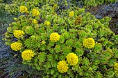 Tree Aeonium (Aeonium arboreum) in bloom, native to the Canary Islands and Morocco, is a common species in the low-lying forested areas (below 1,200 m altitude) of Gran Canaria and Tenerife, where it blooms in late autumn. Plants escaped from a garden in Galicia, Spain