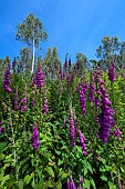 Purple foxglove (Digitalis purpurea) and eucalyptus (Eucalyptus globulus) forest in Galicia. Eucalyptus plantations are ubiquitous in Galicia. Their rapid growth is attractive to the wood and paper industry, but their impact is catastrophic in terms of biodiversity, soil drying and fertility, plus the risk of uncontrollable fires. It is widely cultivated and can grow up to 92 m high. Spain