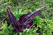 Arum dragon or common snakewort (Dracunculus vulgaris). Like many Araceae, the inflorescence gives off the smell of rotting meat to attract pollinating insects, mainly flies, Asturias coast, Spain.