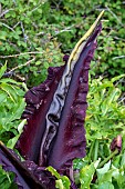 Arum dragon or common snakewort (Dracunculus vulgaris). Like many Araceae, the inflorescence gives off the smell of rotting meat to attract pollinating insects, mainly flies, Asturias coast, Spain.