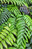 Fronds of Woorwardia radicans in Galicia. Spectacular fern with fronds nearly two meters long, of subtropical origin, surviving in very rare hyperhumid and warm localities in southern Europe and the Canaries (relic of the Tertiary era) - Spreads rapidly by bulbils at the end of the fronds - Punta Robaleira - North of La Coruña - Galicia - Spain