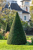 Cone shaped Yew (Taxus baccata), Parc de la Tete dOr, Lyon, Rhone, France