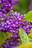Purple beautyberry (Callicarpa dichotoma) fruits