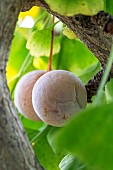 Ginkgo (Ginkgo biloba) ovules on the tree in November