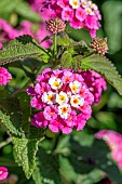Lantana Landmark Rose Glow, flowers