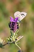 Black Eyed Blue (Glaucopsyche melanops) on a stoechas lavender in spring, Hill near Hyères, Var, France