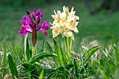 Elder-flowered orchid (Dactylorhiza sambucina) 2 flowering plants in a meadow in spring, near Saint Laurent les bains, Ardèche, France