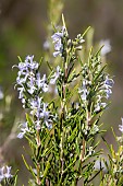 Rosemary (Salvia rosmarinus), flowering bush in the maquis in autumn, hillside near Hyères, Var, France