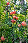 Pomegranate (Punica granatum) fruits on the tree in autumn, Jardin public à Hyères, Var, France