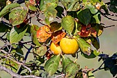 Japanese persimmon (Diospyros kaki), detail of khaki fruits in autumn, Botanical garden at Six Fours les plages, Var, France