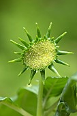 Hildebrandts Dorstenia (Dorstenia hildebrandtii), flower