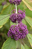 Cathay beautyberry (Callicarpa cathayana), berries