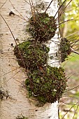 Burls on a birch trunk (Betula)