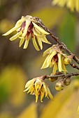 Large-flowered wintersweet (Chimonanthus praecox Grandiflorus), flowers