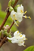Standish honeysuckle (Lonicera standishii), flowers