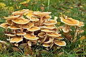 Honey fungus (Armillaria mellea)