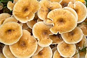 Honey fungus (Armillaria mellea)